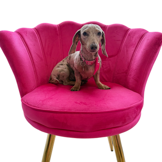 Doxie Love