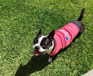Princess Dog T-Shirt – Royal & Stylish Outfit for Small Dogs