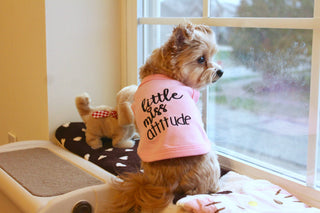 Little Miss Attitude Dog T-Shirt – Bold & Comfy Dog Apparel