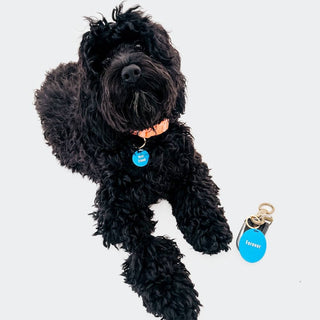 Gus & Co Dog Tag and Keychain Set
