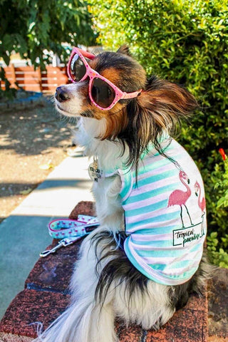 Tropical Flamingo Dog Tee