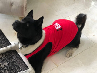 "The Boss" Dog T-Shirt