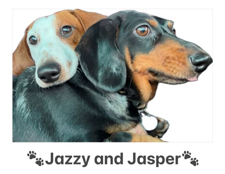 The Jazzy Bean Collection
