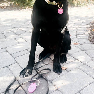 Gus & Co Dog Tag and Keychain Set