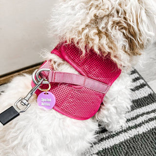 Gus & Co Dog Tag and Keychain Set